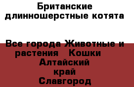 Британские длинношерстные котята - Все города Животные и растения » Кошки   . Алтайский край,Славгород г.